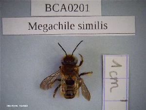  (Megachile similis - BCA0201)  @11 [ ] CC-By (2021) INRAE INRAE