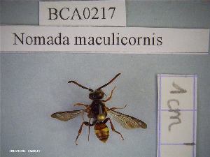  (Nomada maculicornis - BCA0217)  @11 [ ] CC-By (2021) INRAE INRAE