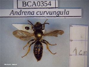 (Andrena curvungula - BCA0354)  @11 [ ] CC-By (2021) INRAE INRAE