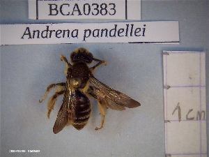  ( - BCA0383)  @11 [ ] CC-By (2021) INRAE INRAE