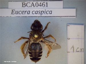  (Eucera caspica - BCA0461)  @11 [ ] CC-By (2021) INRAE INRAE