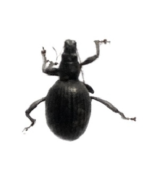  (Piezonotus - COE28)  @11 [ ] Unspecified (default): All Rights Reserved  Unspecified Unspecified