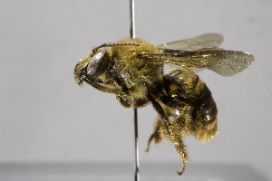  (Eucera Synhalonia THA01 - B05492 F06 THA)  @14 [ ] CreativeCommons - Attribution Non-Commercial Share-Alike (2010) Packer Collection at York University York University