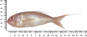  ( - COFKU06)  @11 [ ] nrr (2024) Dr. S. I. Yusufzai College of Fisheries Science, Kamdhenu University, Veraval