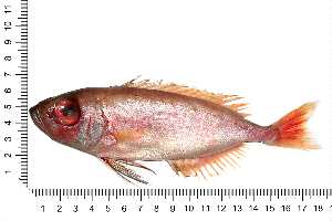  ( - COFKU13)  @11 [ ] nrr (2024) Dr. S. I. Yusufzai College of Fisheries Science, Kamdhenu University, Veraval