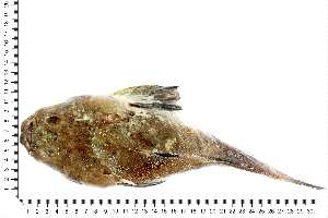  ( - COFKU14)  @11 [ ] nrr (2024) Dr. S. I. Yusufzai College of Fisheries Science, Kamdhenu University, Veraval