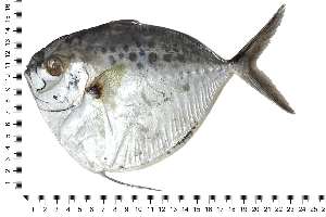  ( - COFKU21)  @11 [ ] nrr (2024) Dr. S. I. Yusufzai College of Fisheries Science, Kamdhenu University, Veraval