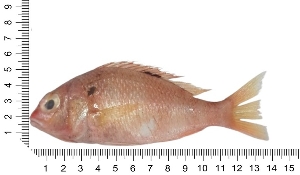  ( - COFKU26)  @11 [ ] nrr (2024) Dr. S. I. Yusufzai College of Fisheries Science, Kamdhenu University, Veraval
