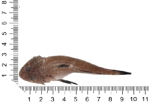 (Sorsogona tuberculata - COFKU30)  @11 [ ] nrr (2024) Dr. S. I. Yusufzai College of Fisheries Science, Kamdhenu University, Veraval