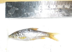  (Hypselobarbus mussullah - SMd7)  @11 [ ] Copyright (2016) Ubaid Qayoom College of fisheries, Ratnagiri