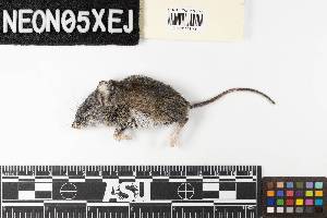  (Peromyscus gossypinus - D00000187591)  @11 [ ] No Rights Reserved (2024) Unspecified NEON Biorepository at Arizona State University