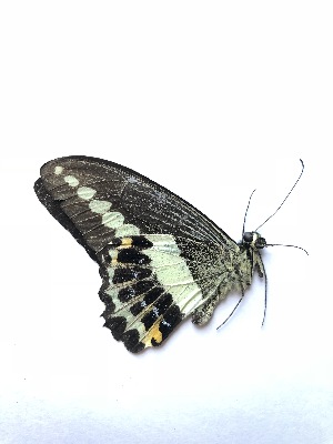  (Papilio demolion - mpdn1)  @11 [ ] Unspecified (default): All Rights Reserved  Unspecified Unspecified