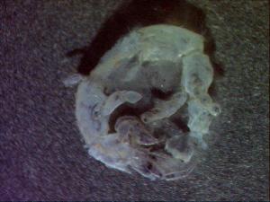  ( - UNMDP-I 008)  @12 [ ] Unspecified (default): All Rights Reserved  Unspecified Unspecified