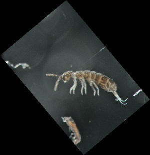  (Parisotoma insularis - MQI_024)  @13 [ ] Copyright (2010) Mark Stevens South Australian Museum
