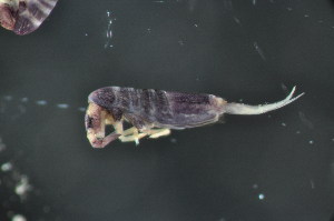  (Lepidocyrtus violaceus - MQI_001)  @14 [ ] Copyright (2010) Mark Stevens South Australian Museum