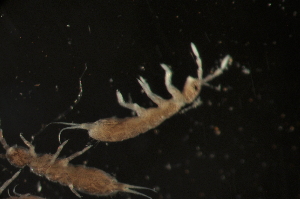  (Parisotoma sp - NZADI_062)  @11 [ ] Unspecified (default): All Rights Reserved  Unspecified Unspecified