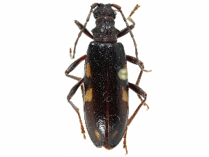  (Xylosteus sp. n - BIOUG36551-G09)  @14 [ ] CreativeCommons - Attribution (2017) CBG Photography Group Centre for Biodiversity Genomics