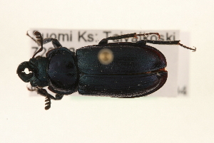  ( - MP00389)  @14 [ ] CreativeCommons - Attribution (2010) CBG Photography Group Centre for Biodiversity Genomics