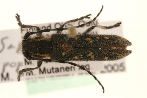  (Saperda populnea - MP00407)  @14 [ ] CreativeCommons - Attribution (2010) CBG Photography Group Centre for Biodiversity Genomics