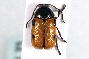  (Cryptocephalus distinguendus - MP00147)  @13 [ ] CreativeCommons - Attribution (2010) CBG Photography Group Centre for Biodiversity Genomics