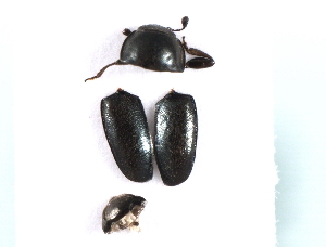  ( - MP00237)  @12 [ ] CreativeCommons - Attribution (2010) CBG Photography Group Centre for Biodiversity Genomics