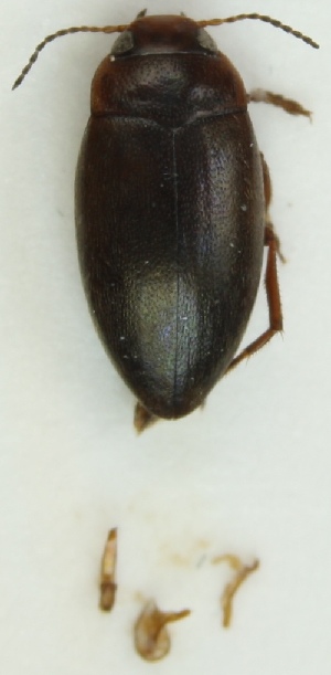  ( - ZMUO.001052)  @12 [ ] CreativeCommons - Attribution Non-Commercial (2012) Marko Mutanen University of Oulu