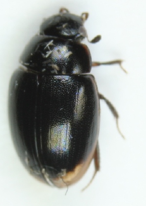  ( - ZMUO.001381)  @12 [ ] CreativeCommons - Attribution Non-Commercial (2012) Marko Mutanen University of Oulu