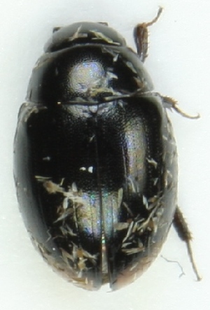  ( - ZMUO.001512)  @12 [ ] CreativeCommons - Attribution Non-Commercial (2012) Marko Mutanen University of Oulu