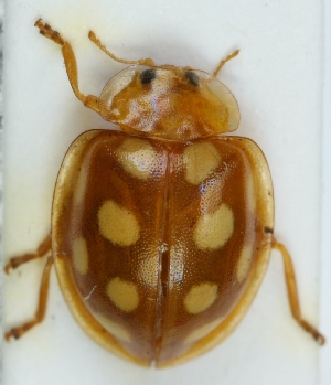  ( - ZMUO.001654)  @12 [ ] CreativeCommons - Attribution Non-Commercial (2012) Marko Mutanen University of Oulu