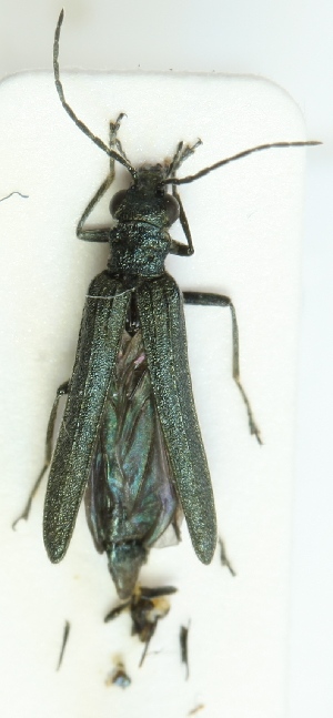  (Oedemera subrobusta - ZMUO.001853)  @13 [ ] CreativeCommons - Attribution Non-Commercial (2012) Marko Mutanen University of Oulu