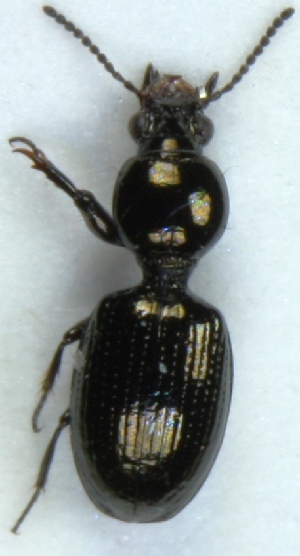  (Dyschirius nigricornis - ZMUO.002999)  @13 [ ] CreativeCommons - Attribution Non-Commercial (2012) Marko Mutanen University of Oulu