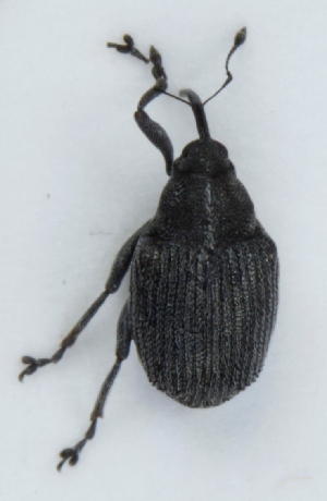  ( - ZMUO.003868)  @12 [ ] CreativeCommons - Attribution Non-Commercial (2012) Marko Mutanen University of Oulu