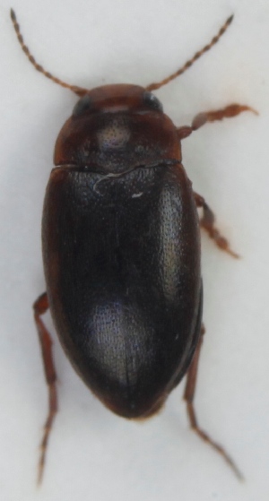  ( - ZMUO.003918)  @12 [ ] CreativeCommons - Attribution Non-Commercial (2012) Marko Mutanen University of Oulu