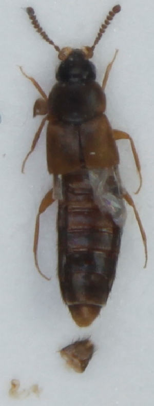  ( - ZMUO.004022)  @11 [ ] CreativeCommons - Attribution Non-Commercial (2012) Marko Mutanen University of Oulu