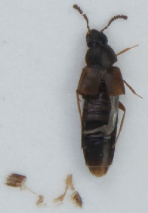  ( - ZMUO.004023)  @11 [ ] CreativeCommons - Attribution Non-Commercial (2012) Marko Mutanen University of Oulu