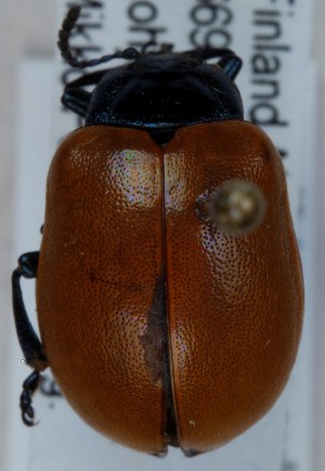  ( - ZMUO.005581)  @12 [ ] CreativeCommons - Attribution Non-Commercial (2012) Marko Mutanen University of Oulu