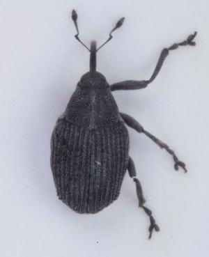  ( - ZMUO.007150)  @12 [ ] CreativeCommons - Attribution Non-Commercial (2012) Marko Mutanen University of Oulu