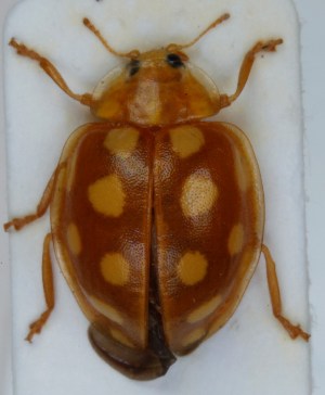  ( - ZMUO.005920)  @12 [ ] CreativeCommons - Attribution Non-Commercial (2012) Marko Mutanen University of Oulu