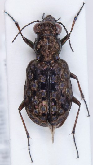  ( - ZMUO.006096)  @12 [ ] CreativeCommons - Attribution Non-Commercial (2013) Marko Mutanen University of Oulu