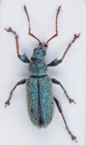  (Phyllobius argentatus - ZMUO.006404)  @14 [ ] CreativeCommons - Attribution Non-Commercial (2012) Marko Mutanen University of Oulu