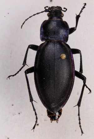  (Carabus violaceus purpurascens - ZMUO.011116)  @14 [ ] CreativeCommons - Attribution Non-Commercial (2014) Marko Mutanen University of Oulu