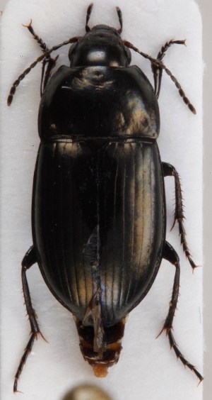  ( - ZMUO.016844)  @12 [ ] CreativeCommons - Attribution Non-Commercial (2014) Marko Mutanen University of Oulu