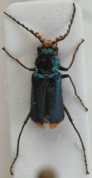  (Malachius bipustulatus - ZMUO.023698)  @14 [ ] CreativeCommons - Attribution Non-Commercial (2015) Marko Mutanen University of Oulu