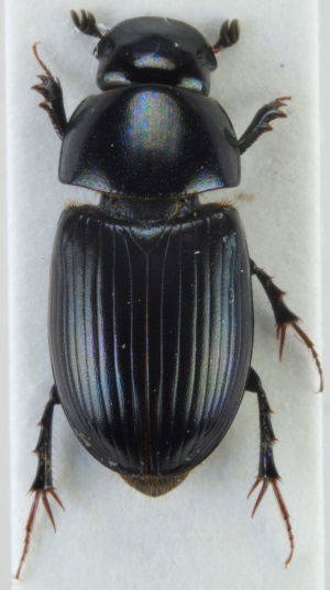  ( - ZMUO.023901)  @11 [ ] CreativeCommons - Attribution Non-Commercial (2015) Marko Mutanen University of Oulu