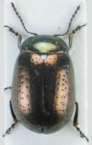  ( - ZMUO.023970)  @12 [ ] CreativeCommons - Attribution Non-Commercial (2015) Marko Mutanen University of Oulu