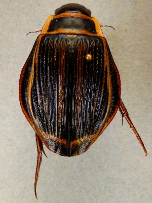  (Dytiscus latissimus - ZMUO.024321)  @13 [ ] CreativeCommons - Attribution Non-Commercial (2015) Marko Mutanen University of Oulu