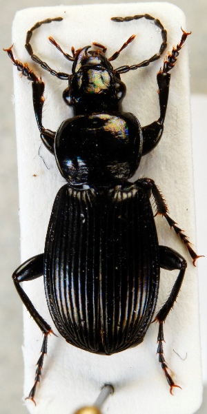  (Pterostichus aethiops - ZMUO.024327)  @15 [ ] CreativeCommons - Attribution Non-Commercial (2015) Marko Mutanen University of Oulu
