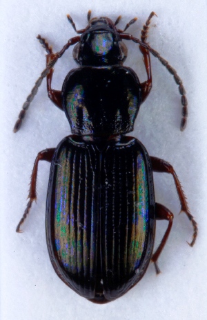  ( - ZMUO.024430)  @12 [ ] CreativeCommons - Attribution Non-Commercial (2015) Marko Mutanen University of Oulu