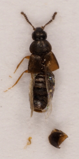  ( - ZMUO.028021)  @11 [ ] CreativeCommons - Attribution Non-Commercial (2016) Marko Mutanen University of Oulu