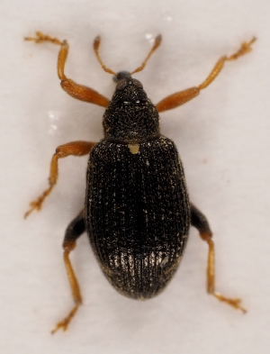  ( - ZMUO.028494)  @11 [ ] CreativeCommons - Attribution Non-Commercial (2016) Marko Mutanen University of Oulu